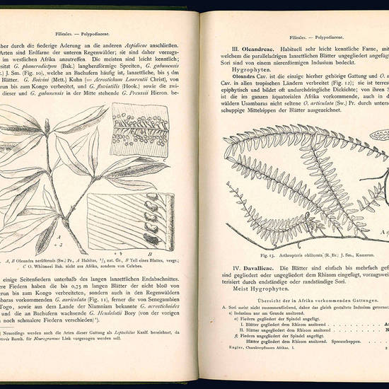 Die Pflanzelwelt Afrikas insbesondere seiner tropischen Gabiete. II. Band.