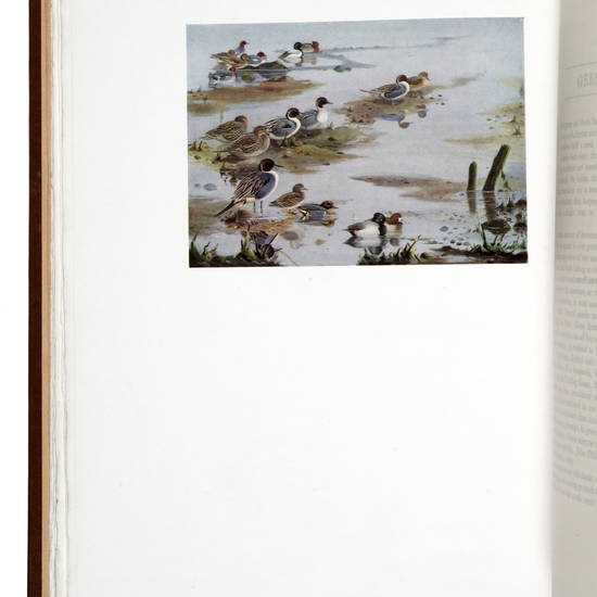 British and American Game-Birds. With a chapter on Shooting in America by Eugene Connett. Illustrated by Philip Rickman