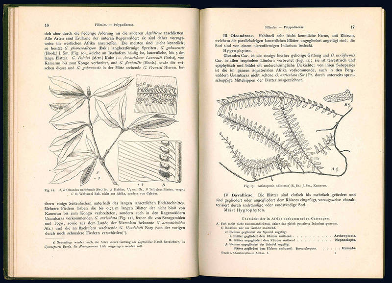 Die Pflanzelwelt Afrikas insbesondere seiner tropischen Gabiete. II. Band.