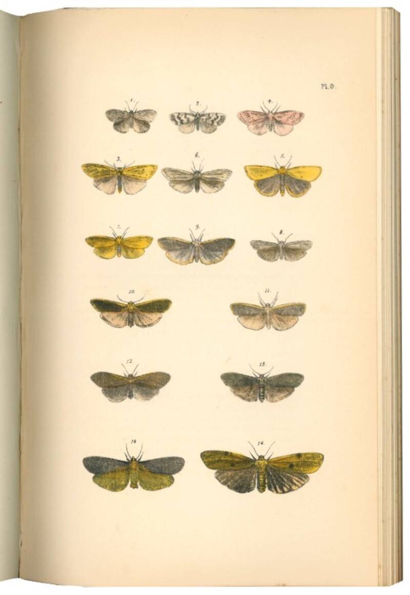 A natural history of British moths. 4 volumi.