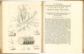 Essai sur l’histoire naturelle de la mer Adriatique par le docteur Vitaliano Donati, avec une lettre du docteur Leonard Sesler, sur une nouvelle espece de plante terrestre, traduit de l’Italien