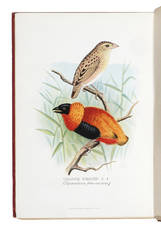 Foreign finches in captivity. Second edition. Illustrated by F. W. Frohawk